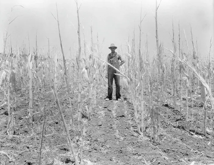 Framed Print : Corn, drought-stricken and eaten off by grasshoppers. Near Russelville, Arkansas, 1936. Creator: Dorothea Lange