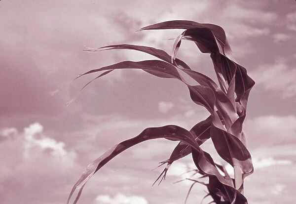 Corn near Muskogee, Oklahoma, 1939 or 1940. Creator: Russell Lee