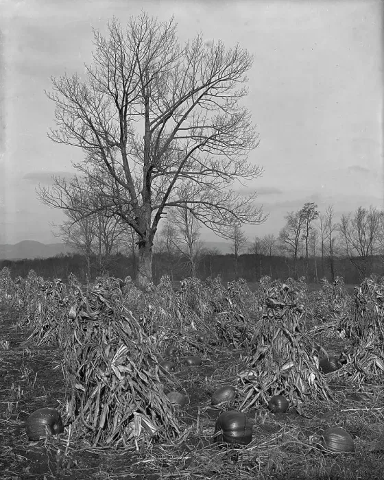 Framed Print : Corn and pumpkins, Berkshire Hills, Mass. c1906. Creator: Unknown Framed Print : Corn and pumpkins, Berkshire Hills, Mass. c1906. Creator: Unknown