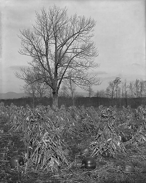 Corn and pumpkins, Berkshire Hills, Mass. c1906. Creator: Unknown