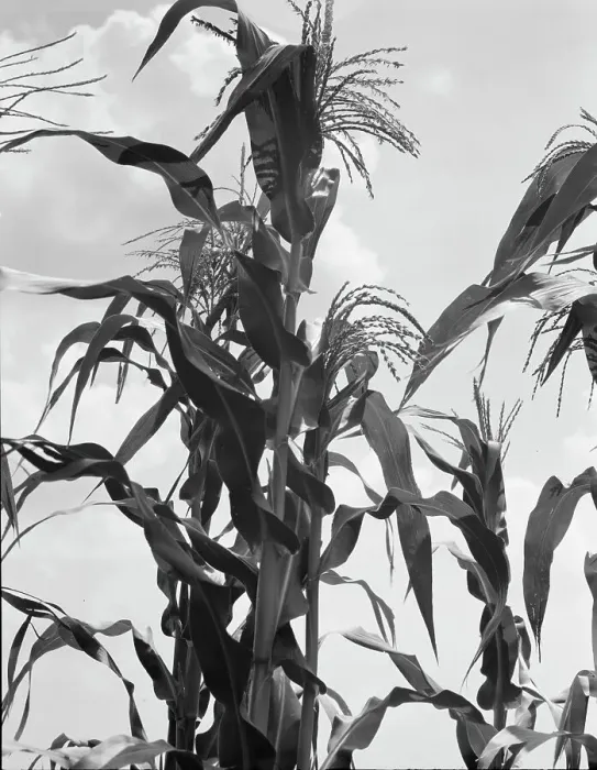 Framed Print : Corn, Washington County, Mississippi, 1937. Creator: Dorothea Lange