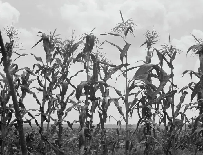 Framed Print : Corn, Washington County, Mississippi, 1937. Creator: Dorothea Lange Framed Print : Corn, Washington County, Mississippi, 1937. Creator: Dorothea Lange