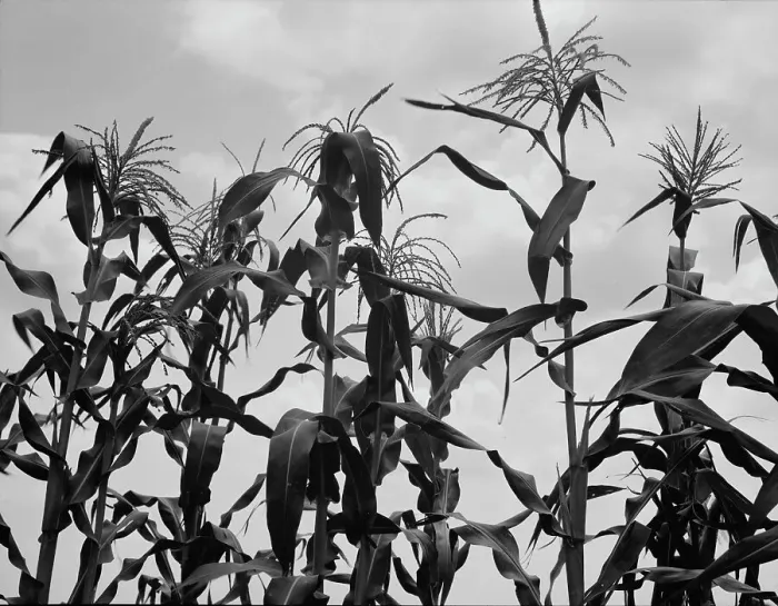 Framed Print : Corn, Washington County, Mississippi, 1937. Creator: Dorothea Lange Framed Print : Corn, Washington County, Mississippi, 1937. Creator: Dorothea Lange