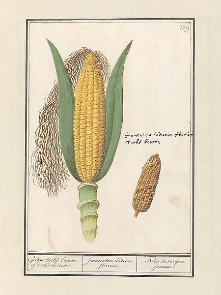 Corn (Zea Mays), 1596-1610. Creators: Anselmus de Boodt, Elias Verhulst