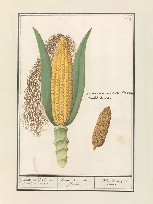 Framed Print : Corn (Zea Mays), 1596-1610. Creators: Anselmus de Boodt, Elias Verhulst Framed Print : Corn (Zea Mays), 1596-1610. Creators: Anselmus de Boodt, Elias Verhulst