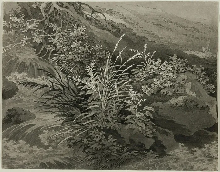 Framed Print : Corner of the Meadow with Reeds and Other Plants, c. 1800. Creator: Adrian Zingg Framed Print : Corner of the Meadow with Reeds and Other Plants, c. 1800. Creator: Adrian Zingg