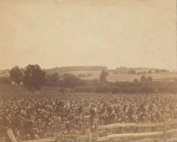 [Cornfield in Back of the Barn], 1883. 1883. Creator: Thomas Eakins