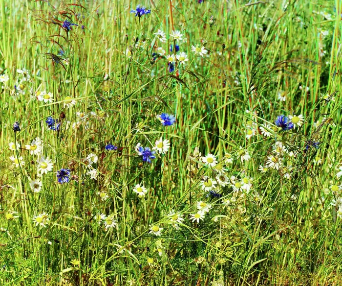 Framed Print : Cornflowers in a field of rye [Russian Empire], 1909. Creator: Sergey Mikhaylovich Prokudin-Gorsky