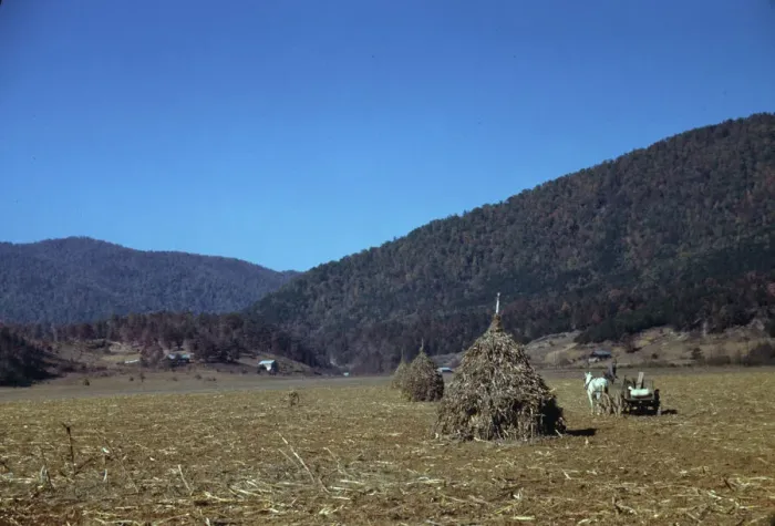 Framed Print : Cornshocks in mountain farm along the Skyline Drive in Virginia, ca. 1940. Creator: Jack Delano Framed Print : Cornshocks in mountain farm along the Skyline Drive in Virginia, ca. 1940. Creator: Jack Delano