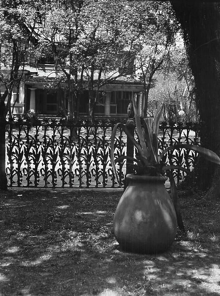 Cornstalk wrought iron fence, 1448 4th Street, New Orleans, between 1920 and 1926. Creator: Arnold Genthe