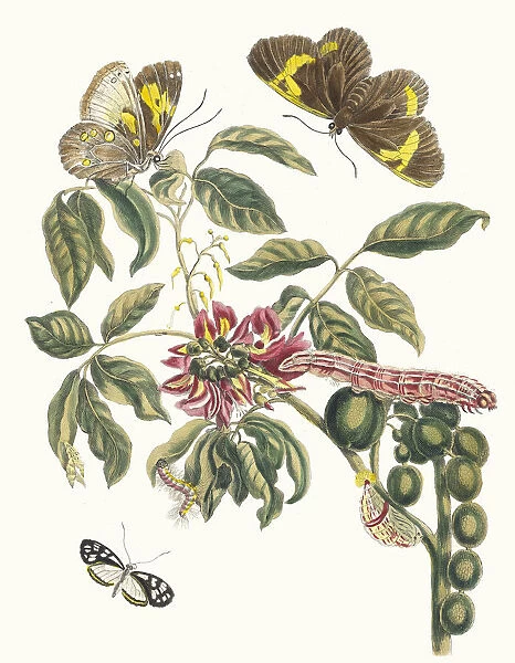 Coronilla Americana Arborescens. From the Book Metamorphosis insectorum Surinamensium