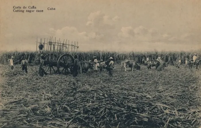 Framed Print : Corte de Cana - Cutting sugar cane - Cuba, c1910 Framed Print : Corte de Cana - Cutting sugar cane - Cuba, c1910