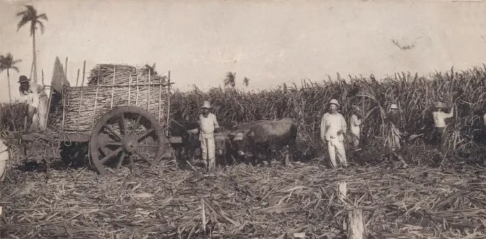 Framed Print : Corte de Canna. - Gathering Sugarcane. Cuba, c1900 Framed Print : Corte de Canna. - Gathering Sugarcane. Cuba, c1900