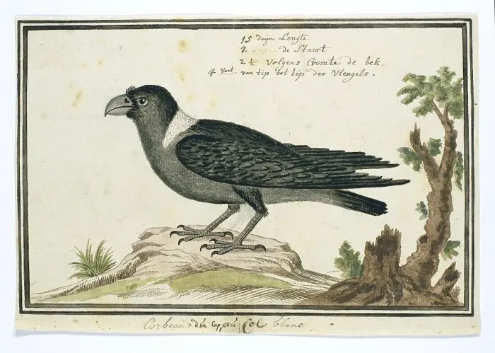 Framed Print : Corvus albicollis (White-necked raven), 1777-1786. Creator: Robert Jacob Gordon Framed Print : Corvus albicollis (White-necked raven), 1777-1786. Creator: Robert Jacob Gordon