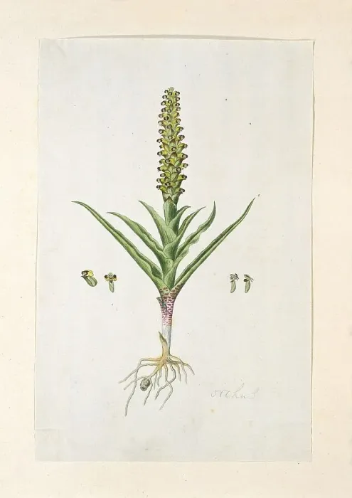 Framed Print : Corycium orobanchoides (L.F.) Swartz, 1777-1786. Creator: Robert Jacob Gordon Framed Print : Corycium orobanchoides (L.F.) Swartz, 1777-1786. Creator: Robert Jacob Gordon