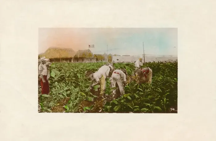 Framed Print : Cosecha de tabaco. - Tabacco Plantation. c1910 Framed Print : Cosecha de tabaco. - Tabacco Plantation. c1910