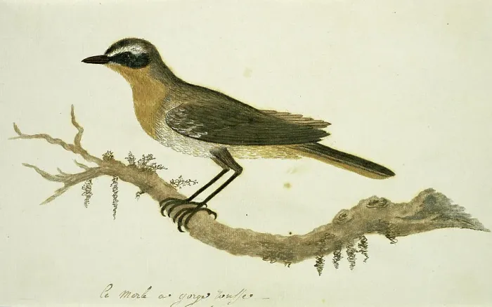 Framed Print : Cossypha caffra (Cape robin-chat), 1777-1786. Creator: Robert Jacob Gordon Framed Print : Cossypha caffra (Cape robin-chat), 1777-1786. Creator: Robert Jacob Gordon