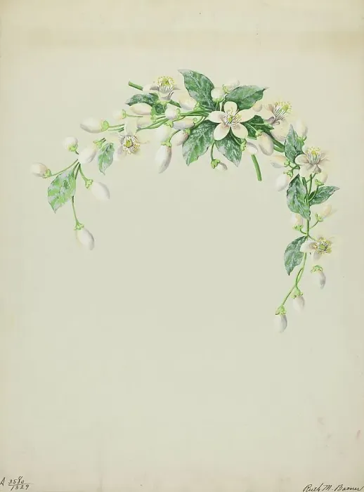 Framed Print : Costume Accessory (Orange Blossoms), c. 1937. Creator: Ruth M. Barnes Framed Print : Costume Accessory (Orange Blossoms), c. 1937. Creator: Ruth M. Barnes
