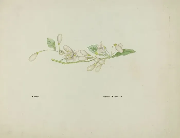 Framed Print : Costume Accessory (Orange Blossoms), c. 1937. Creator: Lyman Young Framed Print : Costume Accessory (Orange Blossoms), c. 1937. Creator: Lyman Young