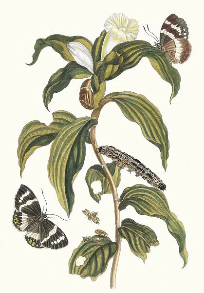 Costus arabicus. From the Book Metamorphosis insectorum Surinamensium, 1705