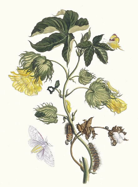 Cotonier. From the Book Metamorphosis insectorum Surinamensium, 1705