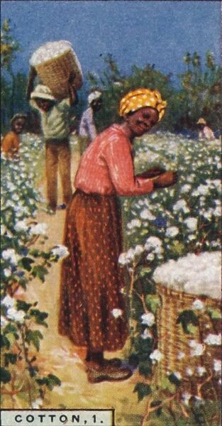 Cotton, 1. - Picking Seed Cotton, W. Indies, 1928