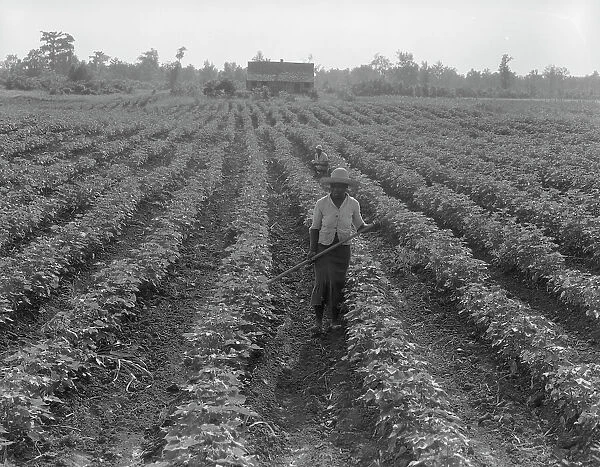 Cotton, Coahoma County, Mississippi, 1937. Creator: Dorothea Lange