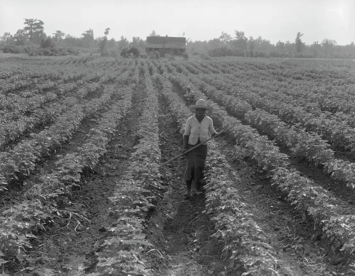 Framed Print : Cotton, Coahoma County, Mississippi, 1937. Creator: Dorothea Lange Framed Print : Cotton, Coahoma County, Mississippi, 1937. Creator: Dorothea Lange