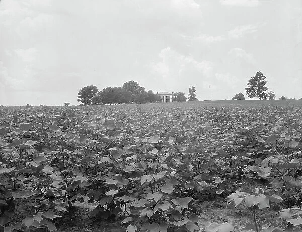 Cotton field and plantation house, Macon County, Georgia, 1937. Creator: Dorothea Lange
