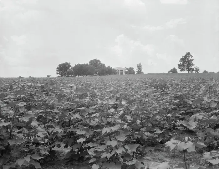 Framed Print : Cotton field and plantation house, Macon County, Georgia, 1937. Creator: Dorothea Lange Framed Print : Cotton field and plantation house, Macon County, Georgia, 1937. Creator: Dorothea Lange