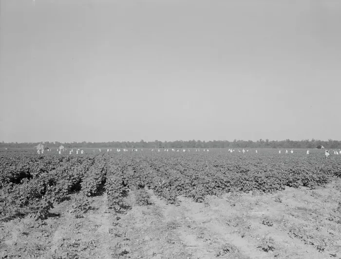 Framed Print : Cotton hoers on the Aldridge Plantation near Leland, Mississippi, 1937. Creator: Dorothea Lange Framed Print : Cotton hoers on the Aldridge Plantation near Leland, Mississippi, 1937. Creator: Dorothea Lange