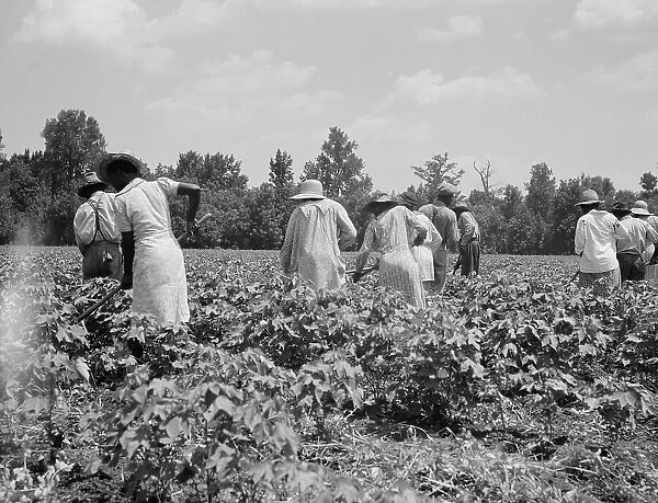 Cotton hoers on the Mississippi Delta, 1937. Creator: Dorothea Lange