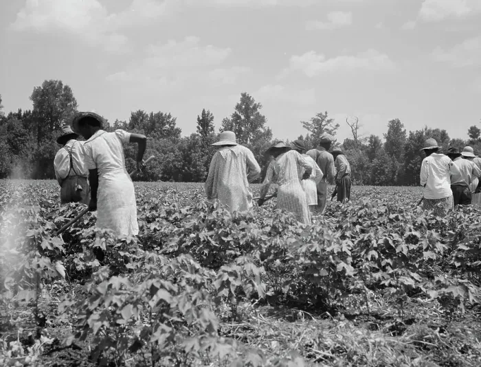 Framed Print : Cotton hoers on the Mississippi Delta, 1937. Creator: Dorothea Lange Framed Print : Cotton hoers on the Mississippi Delta, 1937. Creator: Dorothea Lange
