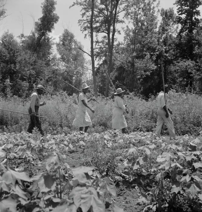 Framed Print : These cotton hoers work from 6 am to 7 pm for one dollar near Clarksdale, Mississippi, 1937. Creator: Dorothea Lange Framed Print : These cotton hoers work from 6 am to 7 pm for one dollar near Clarksdale, Mississippi, 1937. Creator: Dorothea Lange