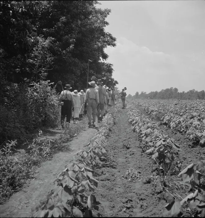 Framed Print : These cotton hoers work from 6 am to 7 pm for one dollar near Clarksdale, Mississippi, 1937. Creator: Dorothea Lange Framed Print : These cotton hoers work from 6 am to 7 pm for one dollar near Clarksdale, Mississippi, 1937. Creator: Dorothea Lange