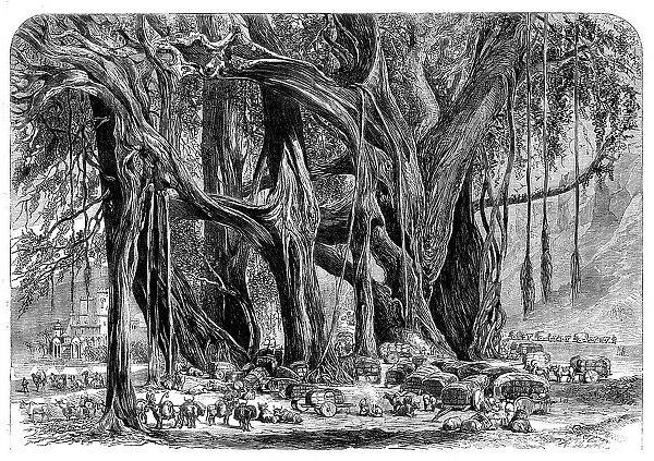 Cotton from India: a cotton convoy - night encampment under a banyan-tree, 1862. Creator: Unknown