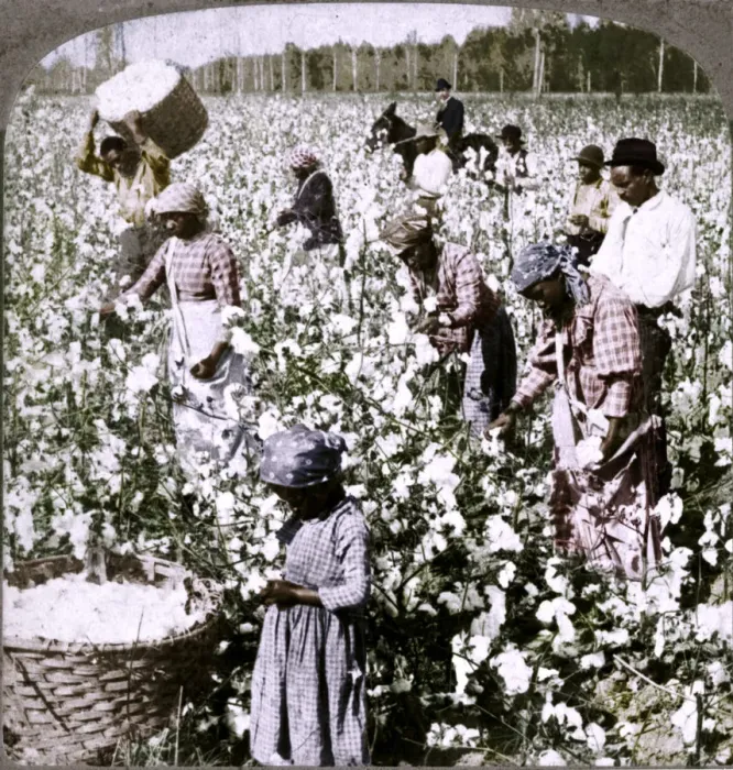 Framed Print : Cotton is king - plantation scene with pickers at work. Georgia, c1900