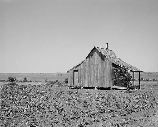 The cotton lands of Ellis County, Texas, 1937. Creator: Dorothea Lange