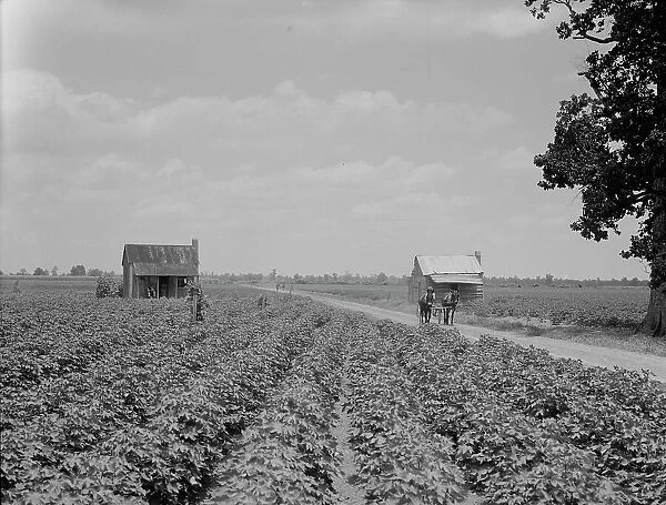 A cotton patch in the Delta area in Mississippi, 1937. Creator: Dorothea Lange