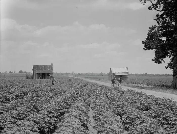 Framed Print : A cotton patch in the Delta area in Mississippi, 1937. Creator: Dorothea Lange Framed Print : A cotton patch in the Delta area in Mississippi, 1937. Creator: Dorothea Lange