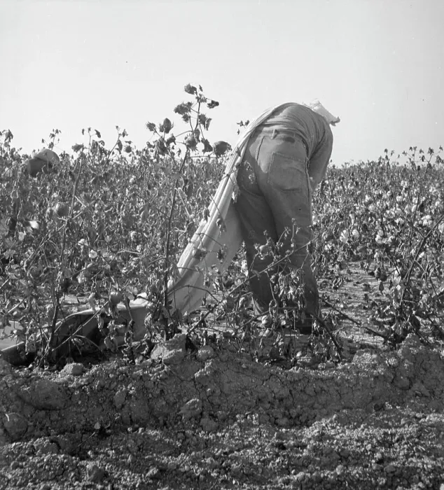 Framed Print : Cotton picker, San Joaquin Valley, California, 1936. Creator: Dorothea Lange Framed Print : Cotton picker, San Joaquin Valley, California, 1936. Creator: Dorothea Lange