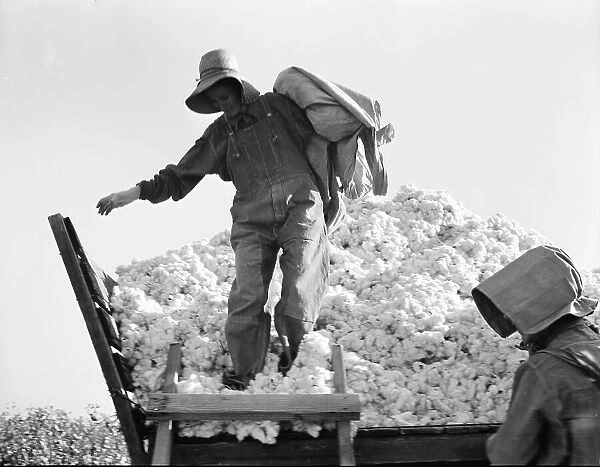 Cotton picker, San Joaquin Valley, California, 1936. Creator: Dorothea Lange