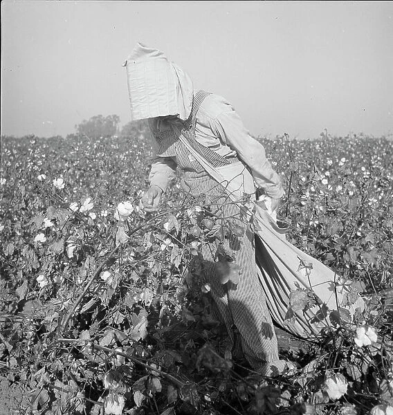 Cotton picker, Southern San Joaquin Valley, California, 1936. Creator: Dorothea Lange