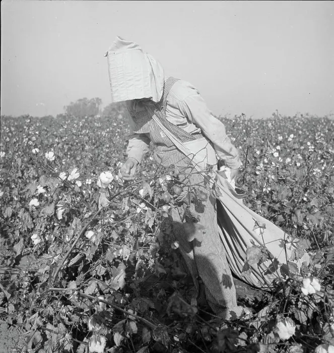 Framed Print : Cotton picker, Southern San Joaquin Valley, California, 1936. Creator: Dorothea Lange Framed Print : Cotton picker, Southern San Joaquin Valley, California, 1936. Creator: Dorothea Lange