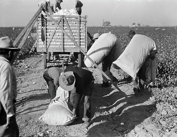 Cotton pickers bringing in their 'pick' to be weighed, San Joaquin Valley, California, 1936. Creator: Dorothea Lange. Cotton pickers bringing in their 'pick' to be weighed, San Joaquin Valley, California, 1936. Creator: Dorothea Lange