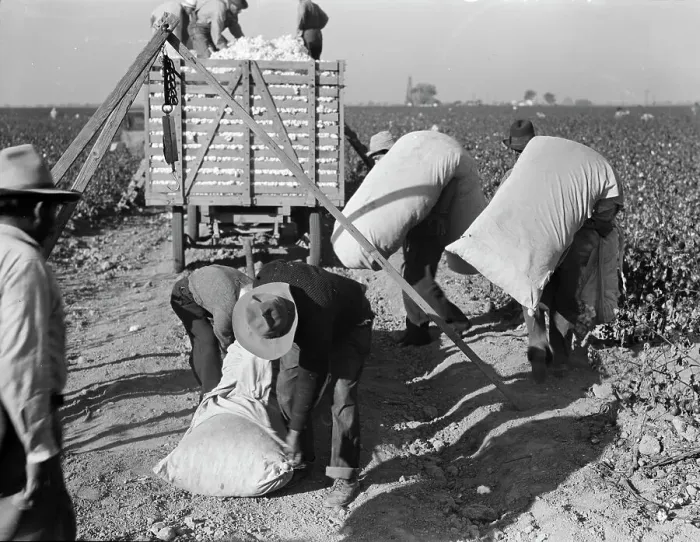 Framed Print : Cotton pickers bringing in their pick to be weighed, San Joaquin Valley, California, 1936. Creator: Dorothea Lange. Cotton pickers bringing in their pick to be weighed, San Joaquin Valley, California, 1936. Creator: Dorothea Lange Framed Print : Cotton pickers bringing in their pick to be weighed, San Joaquin Valley, California, 1936. Creator: Dorothea Lange. Cotton pickers bringing in their pick to be weighed, San Joaquin Valley, California, 1936. Creator: Dorothea Lange