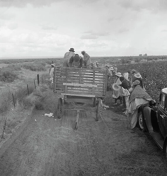 Cotton pickers emptying sacks, Kern County, California, 1938. Creator: Dorothea Lange