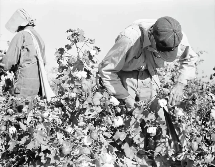 Framed Print : Cotton pickers, Southern San Joaquin Valley, California, 1936. Creator: Dorothea Lange Framed Print : Cotton pickers, Southern San Joaquin Valley, California, 1936. Creator: Dorothea Lange