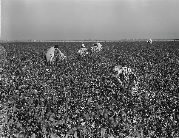 Cotton pickers at work in the southern San Joaquin Valley, California, 1936. Creator: Dorothea Lange