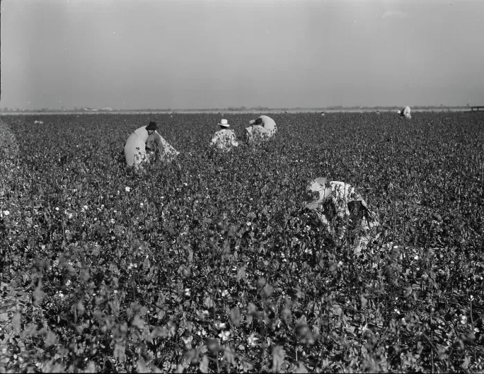 Framed Print : Cotton pickers at work in the southern San Joaquin Valley, California, 1936. Creator: Dorothea Lange Framed Print : Cotton pickers at work in the southern San Joaquin Valley, California, 1936. Creator: Dorothea Lange